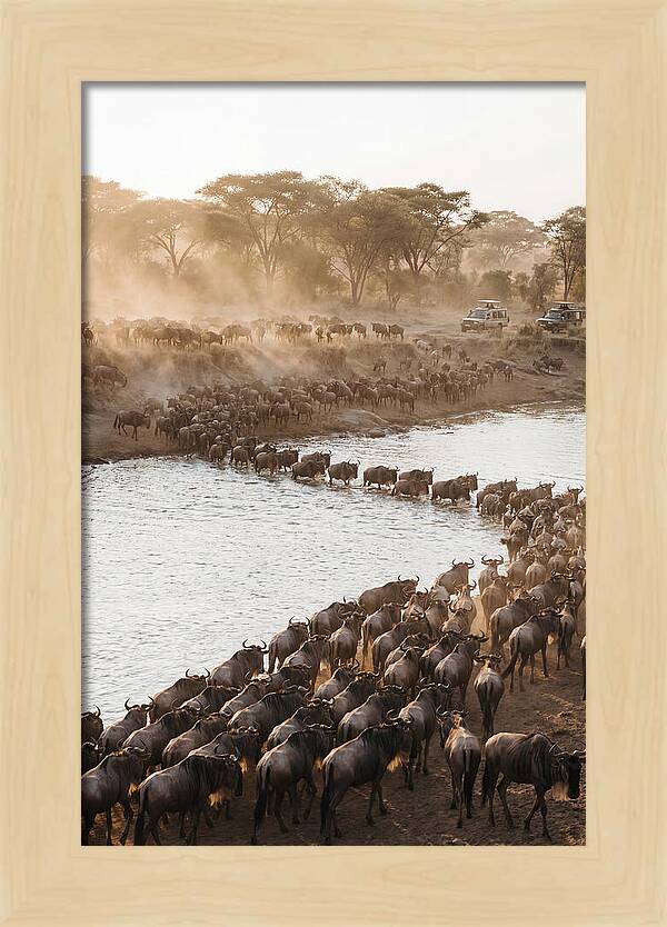 Great Migration In The Serengeti