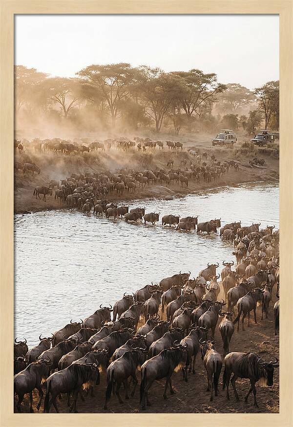 Great Migration In The Serengeti