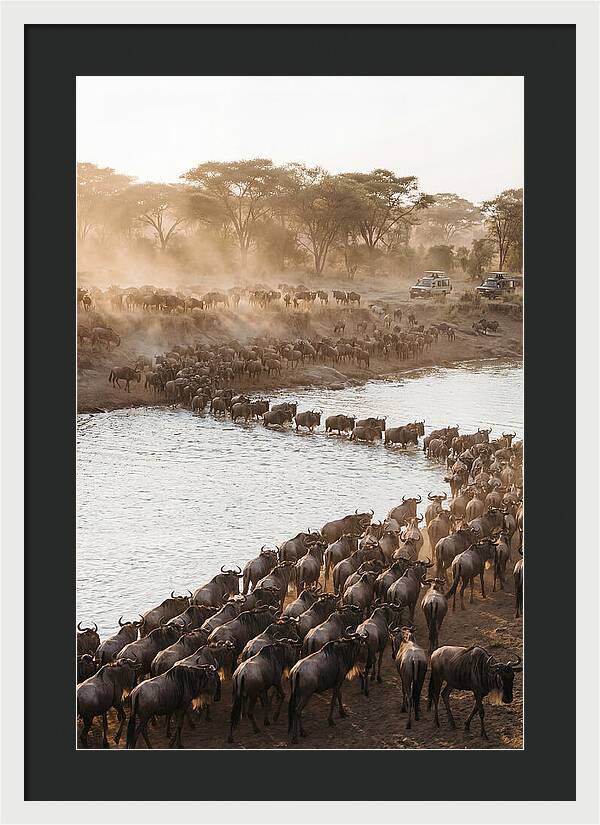 Great Migration In The Serengeti