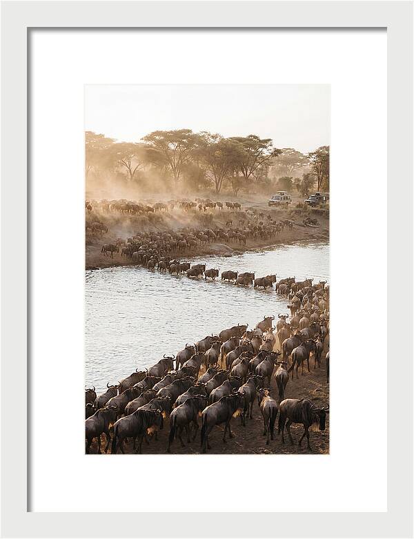 Great Migration In The Serengeti