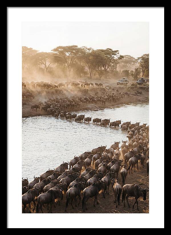 Great Migration In The Serengeti