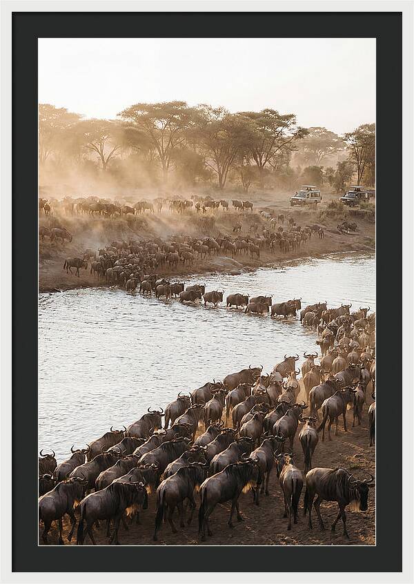 Great Migration In The Serengeti