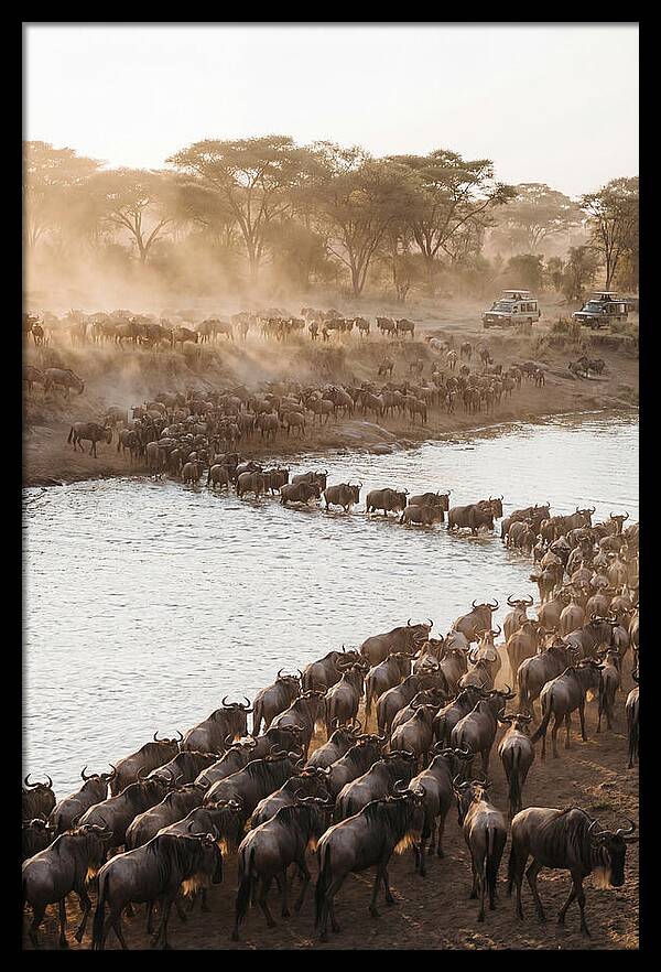 Great Migration In The Serengeti