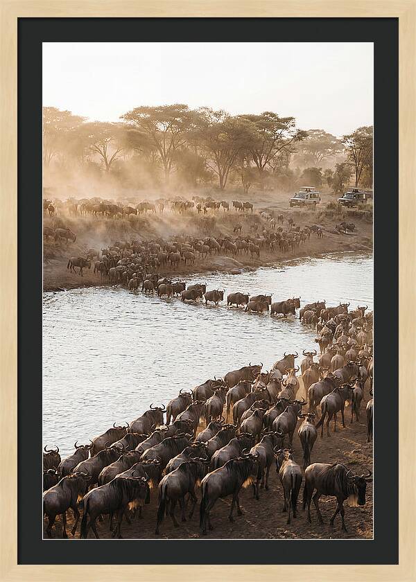 Great Migration In The Serengeti
