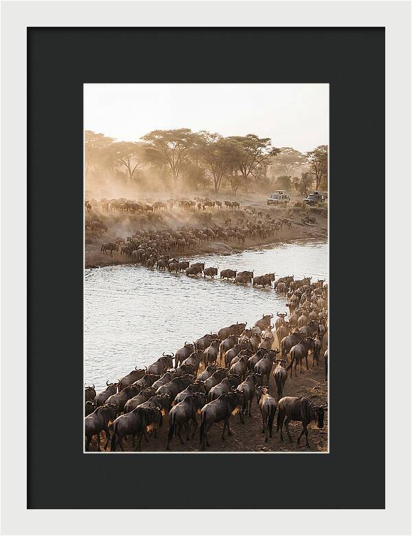 Great Migration In The Serengeti