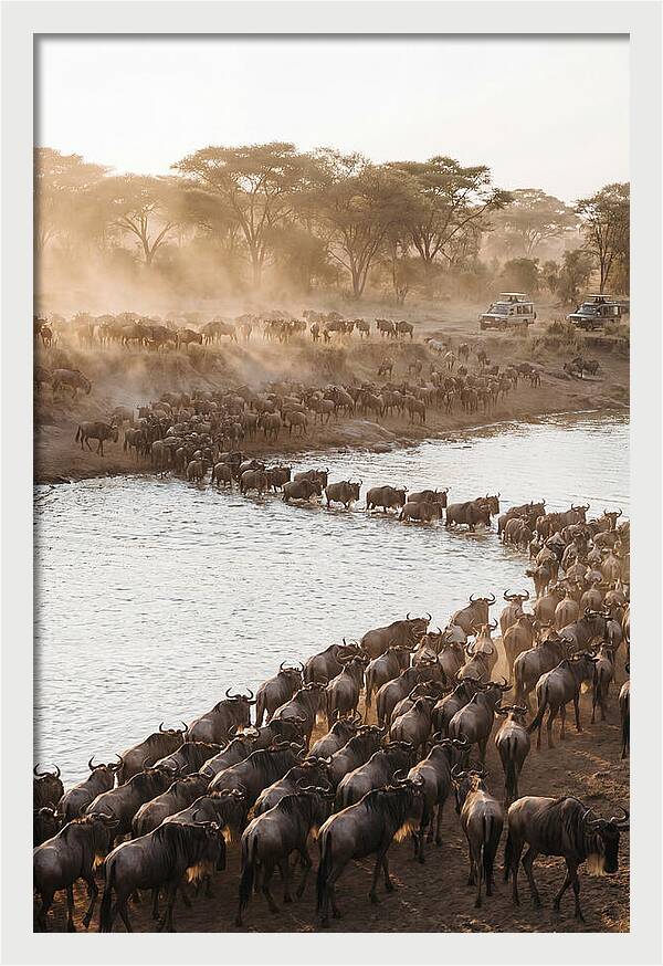 Great Migration In The Serengeti