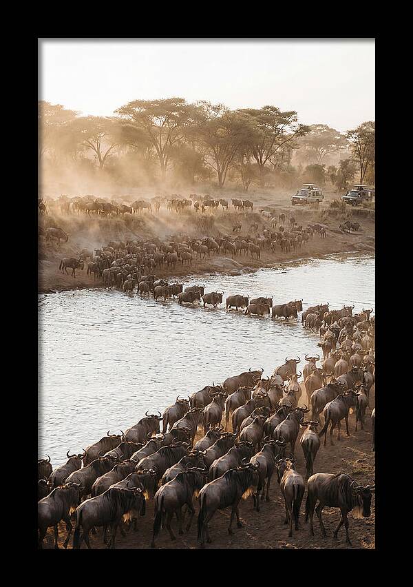 Great Migration In The Serengeti