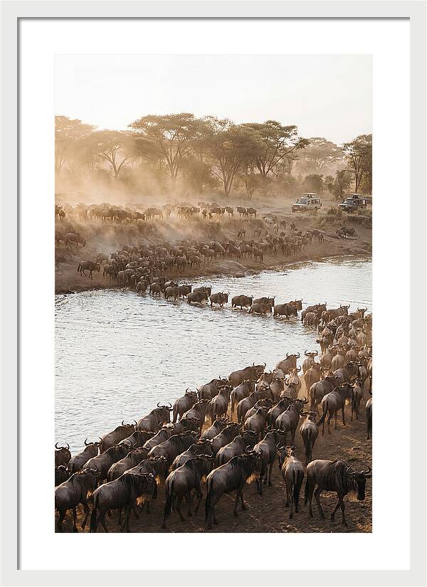 Great Migration In The Serengeti