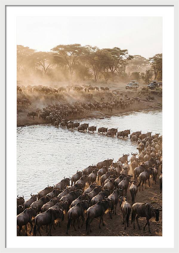 Great Migration In The Serengeti