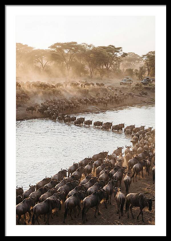 Great Migration In The Serengeti