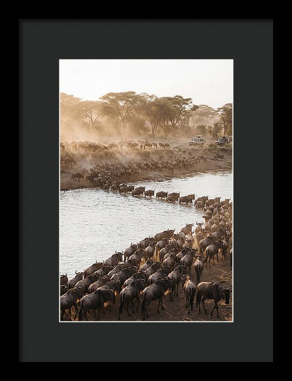 Great Migration In The Serengeti