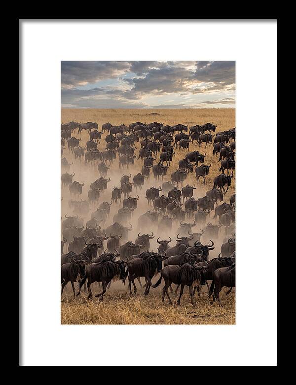 Great Migration Of Wildebeest