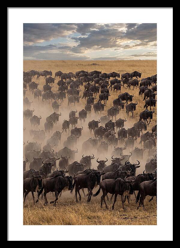 Great Migration Of Wildebeest