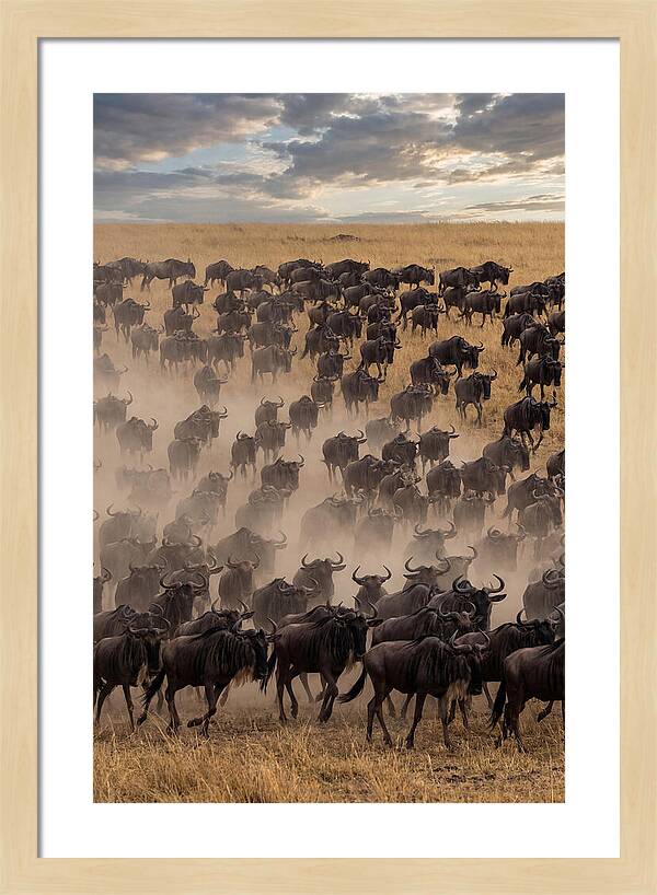 Great Migration Of Wildebeest