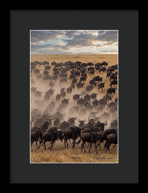Great Migration Of Wildebeest