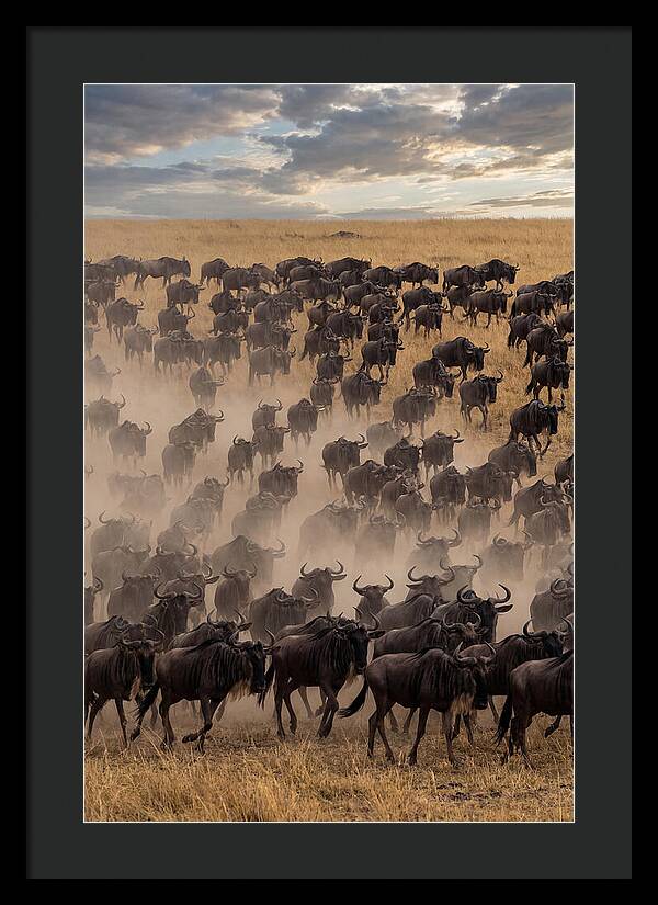 Great Migration Of Wildebeest