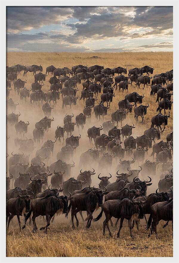 Great Migration Of Wildebeest
