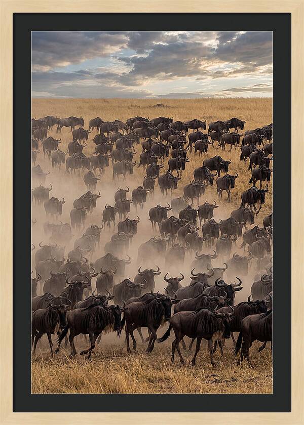 Great Migration Of Wildebeest