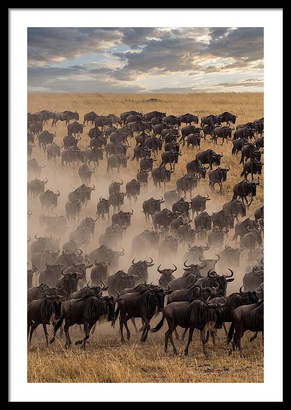 Great Migration Of Wildebeest