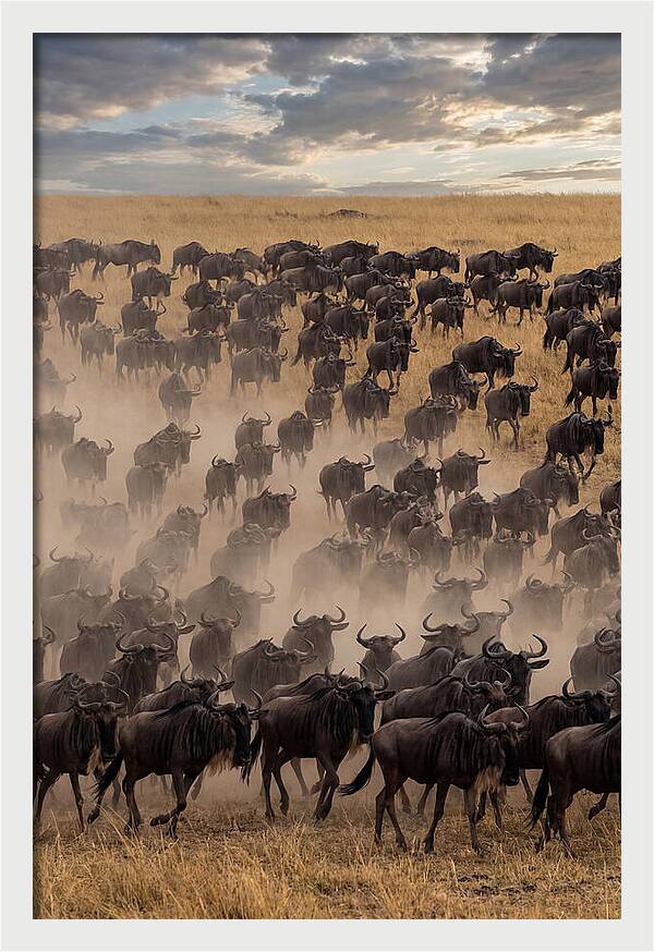 Great Migration Of Wildebeest