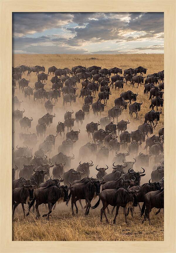 Great Migration Of Wildebeest