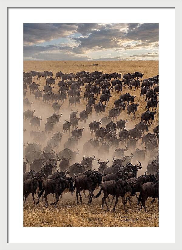 Great Migration Of Wildebeest
