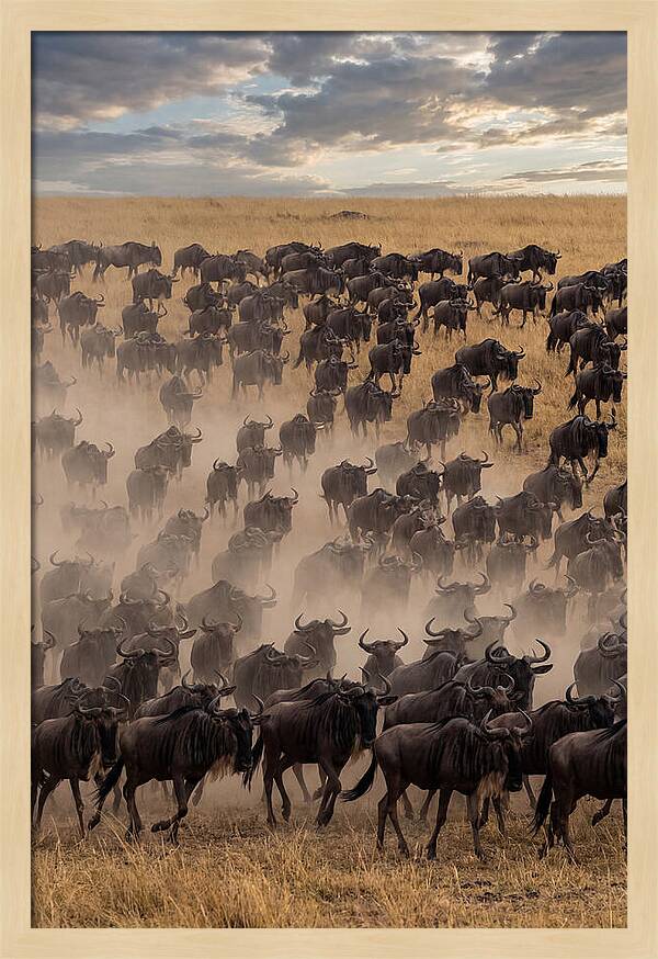 Great Migration Of Wildebeest