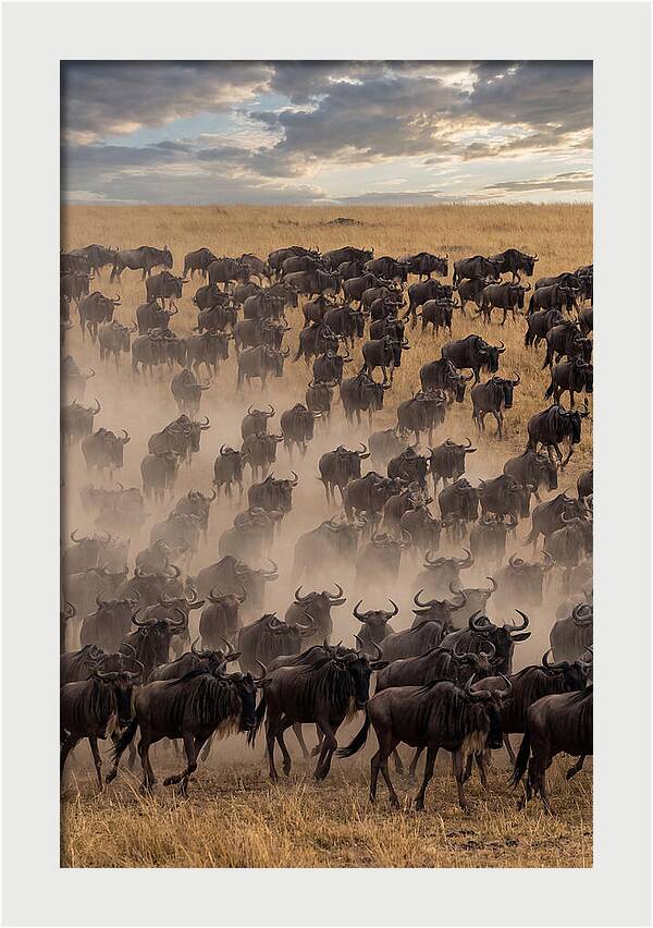 Great Migration Of Wildebeest