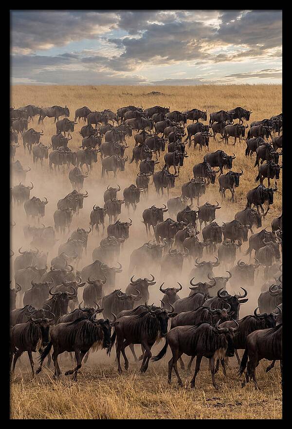 Great Migration Of Wildebeest