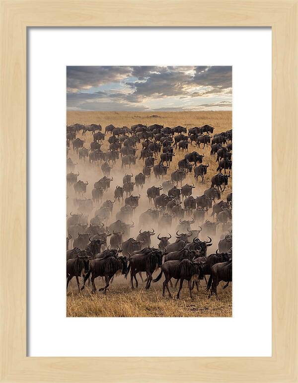 Great Migration Of Wildebeest