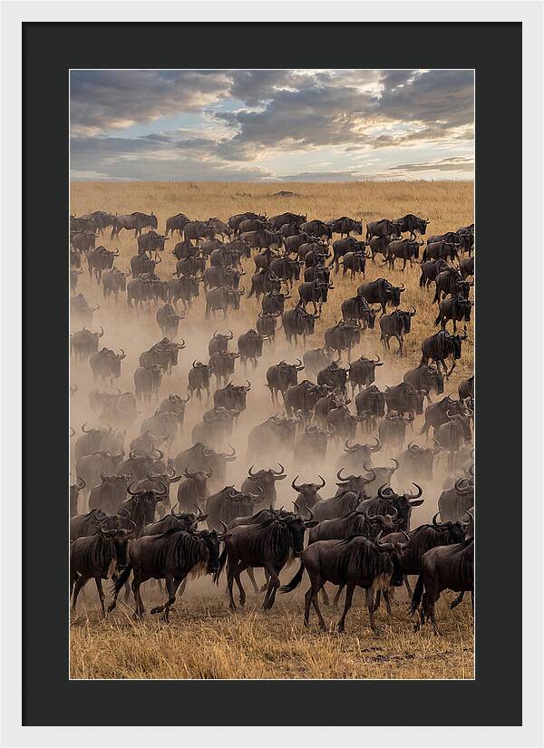 Great Migration Of Wildebeest