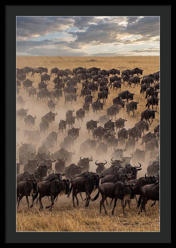 Great Migration Of Wildebeest