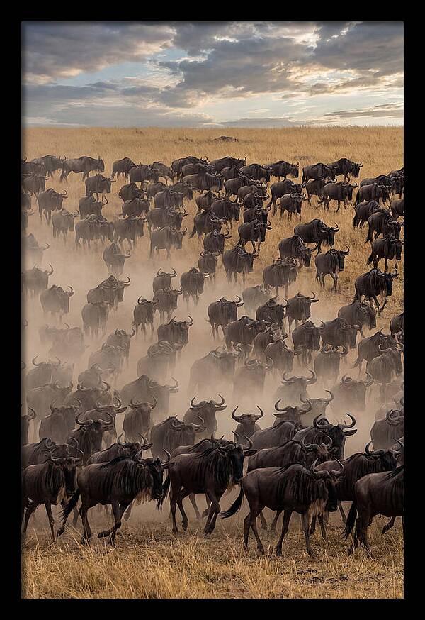 Great Migration Of Wildebeest