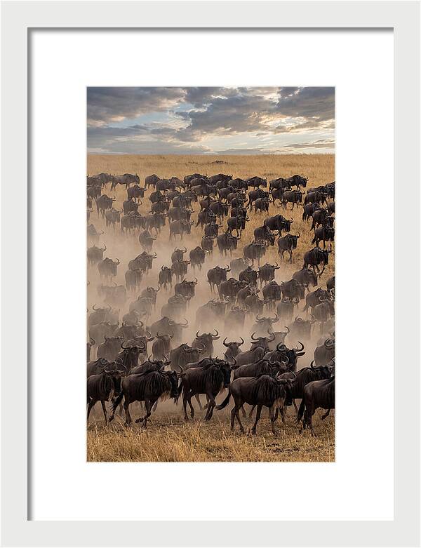 Great Migration Of Wildebeest
