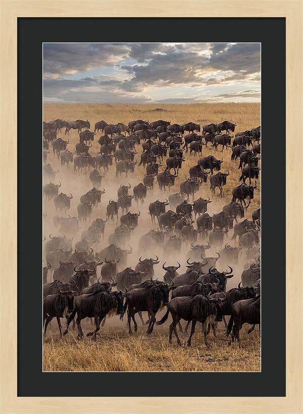 Great Migration Of Wildebeest