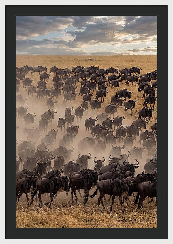 Great Migration Of Wildebeest