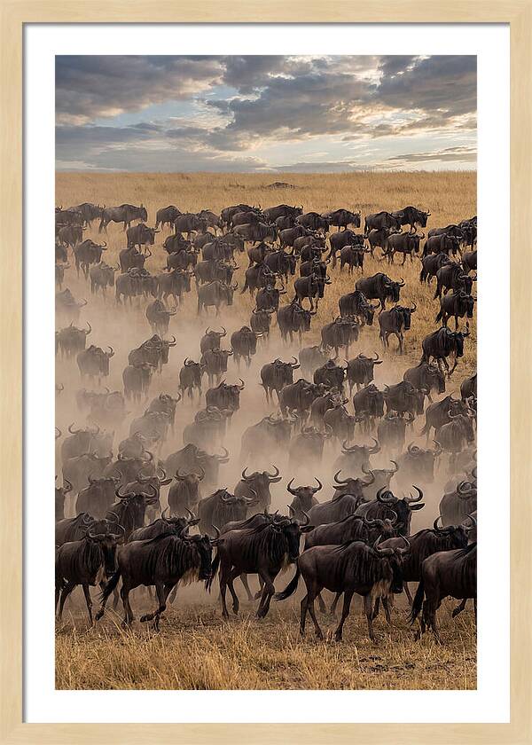Great Migration Of Wildebeest