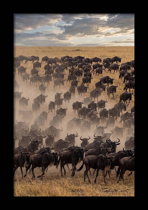 Great Migration Of Wildebeest