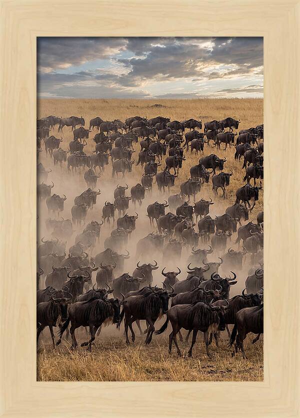 Great Migration Of Wildebeest