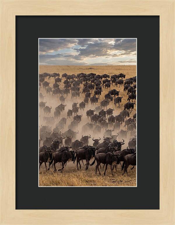 Great Migration Of Wildebeest