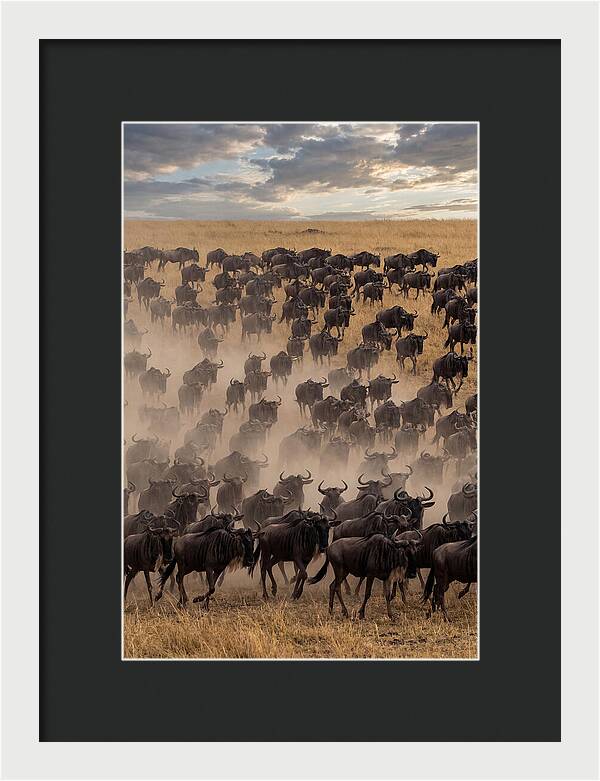 Great Migration Of Wildebeest