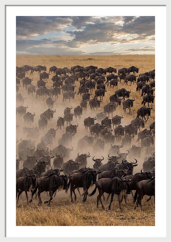 Great Migration Of Wildebeest