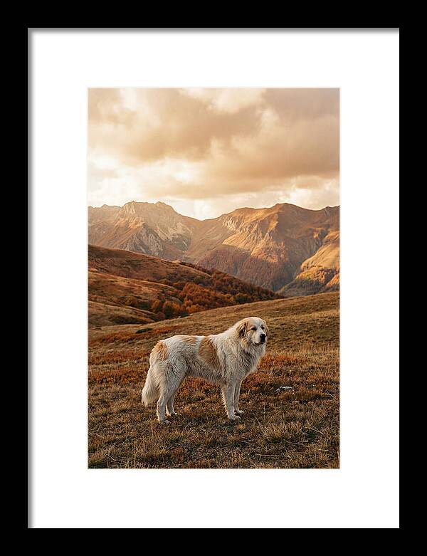 Great Pyrenees Standing Guard