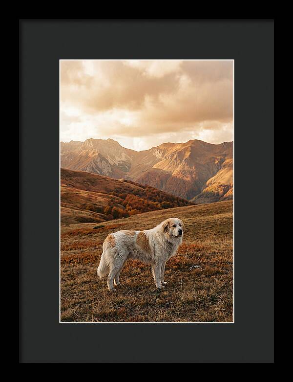 Great Pyrenees Standing Guard