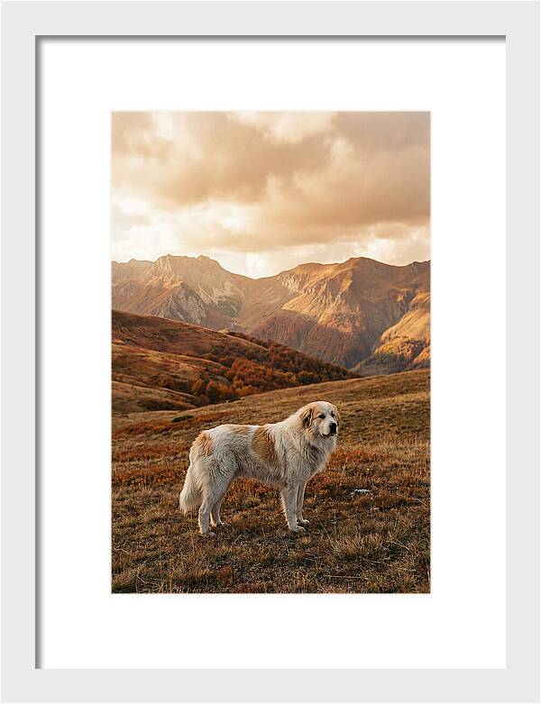 Great Pyrenees Standing Guard