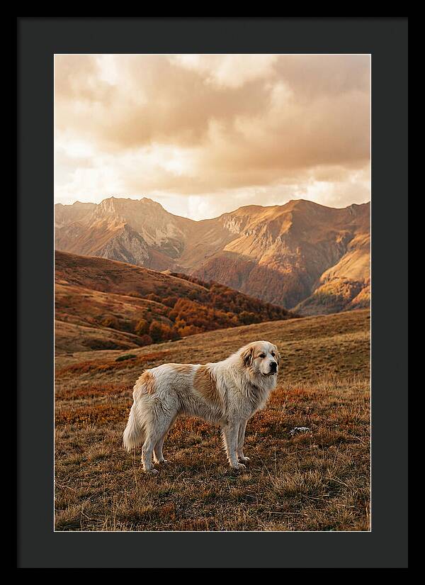 Great Pyrenees Standing Guard