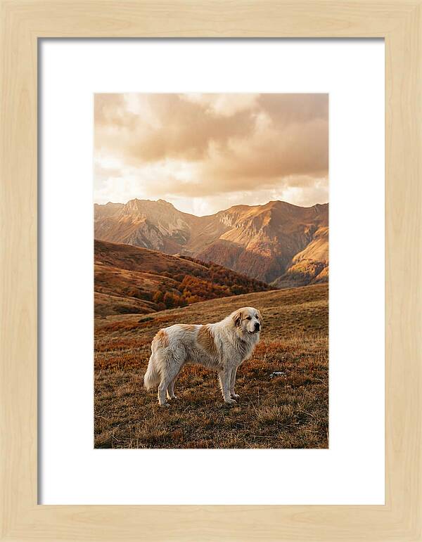 Great Pyrenees Standing Guard