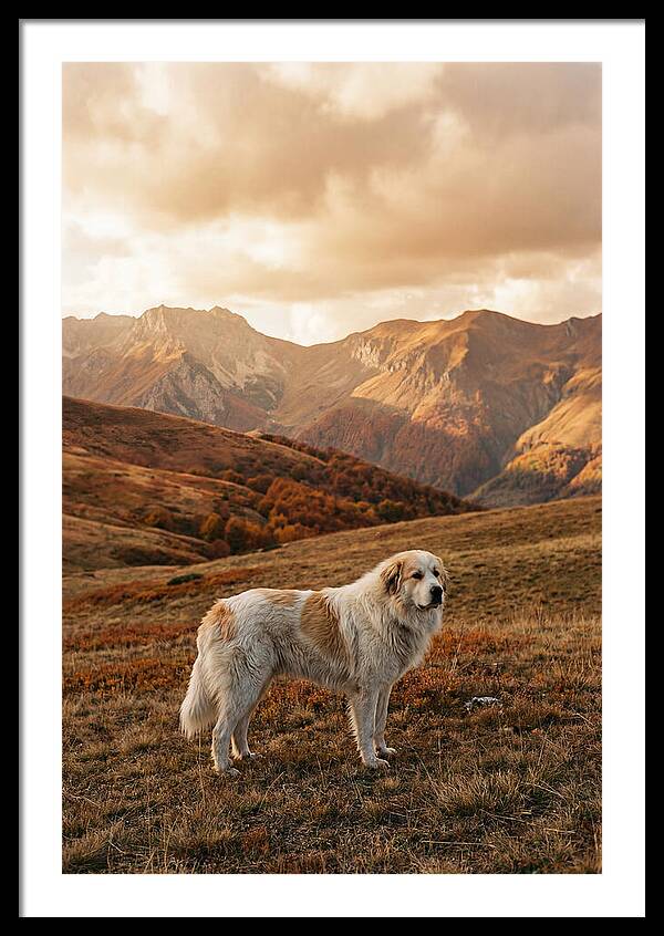 Great Pyrenees Standing Guard