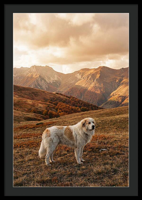 Great Pyrenees Standing Guard