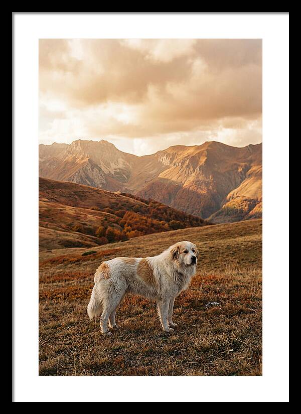 Great Pyrenees Standing Guard